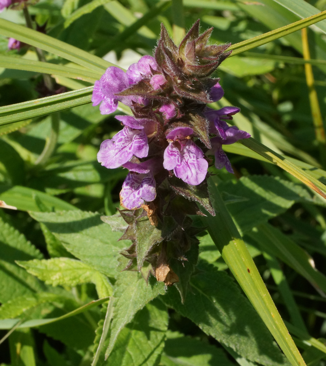 Изображение особи Stachys palustris.