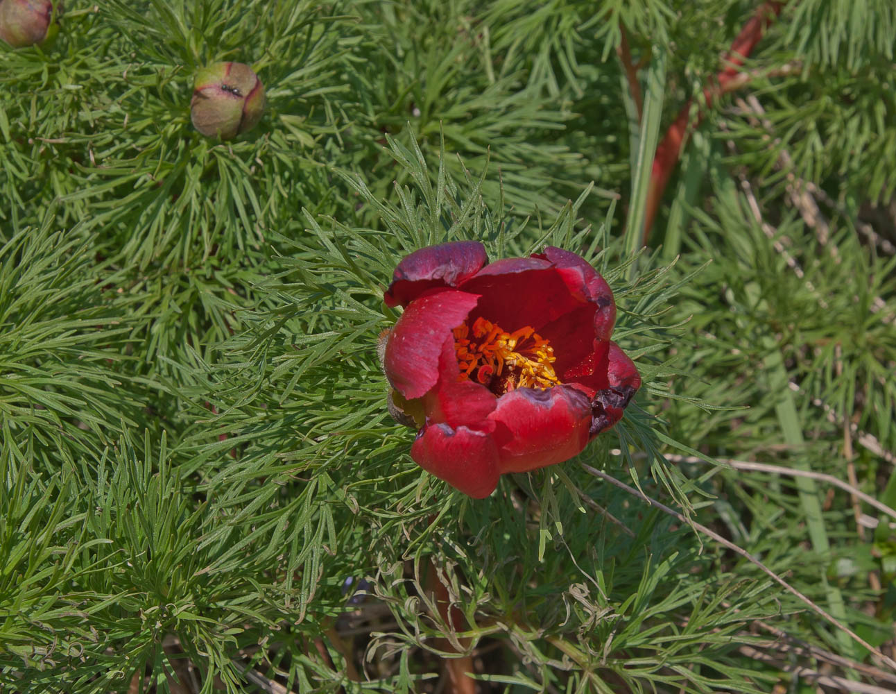 Image of Paeonia tenuifolia specimen.