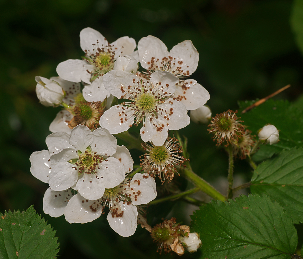 Image of Rubus allegheniensis specimen.