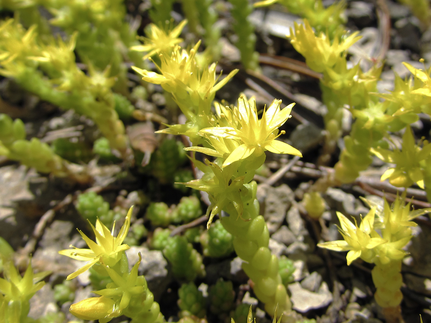 Image of Sedum acre specimen.