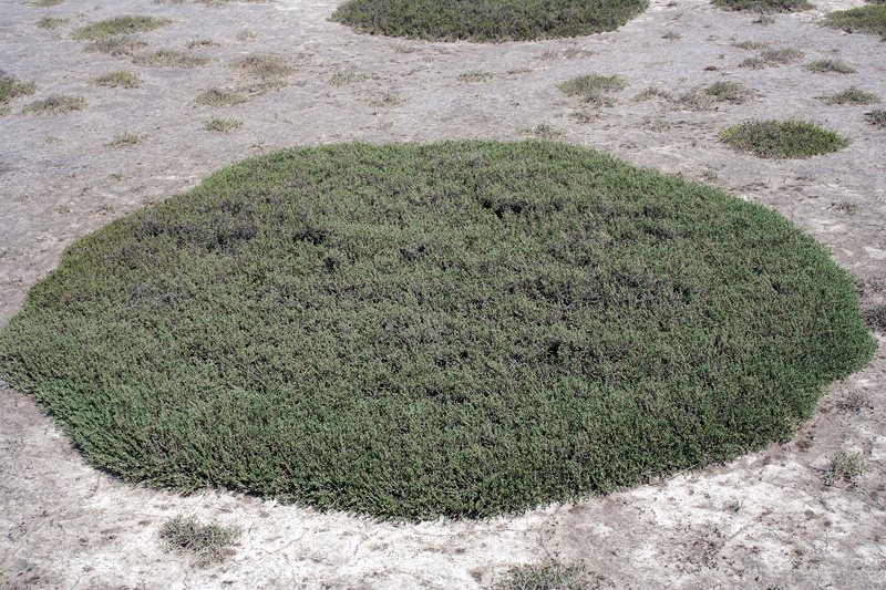 Image of Halocnemum strobilaceum specimen.