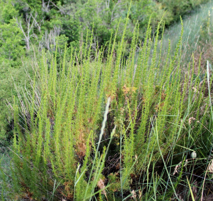 Изображение особи Artemisia ciniformis.
