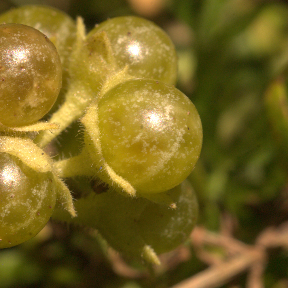 Изображение особи Solanum physalifolium.