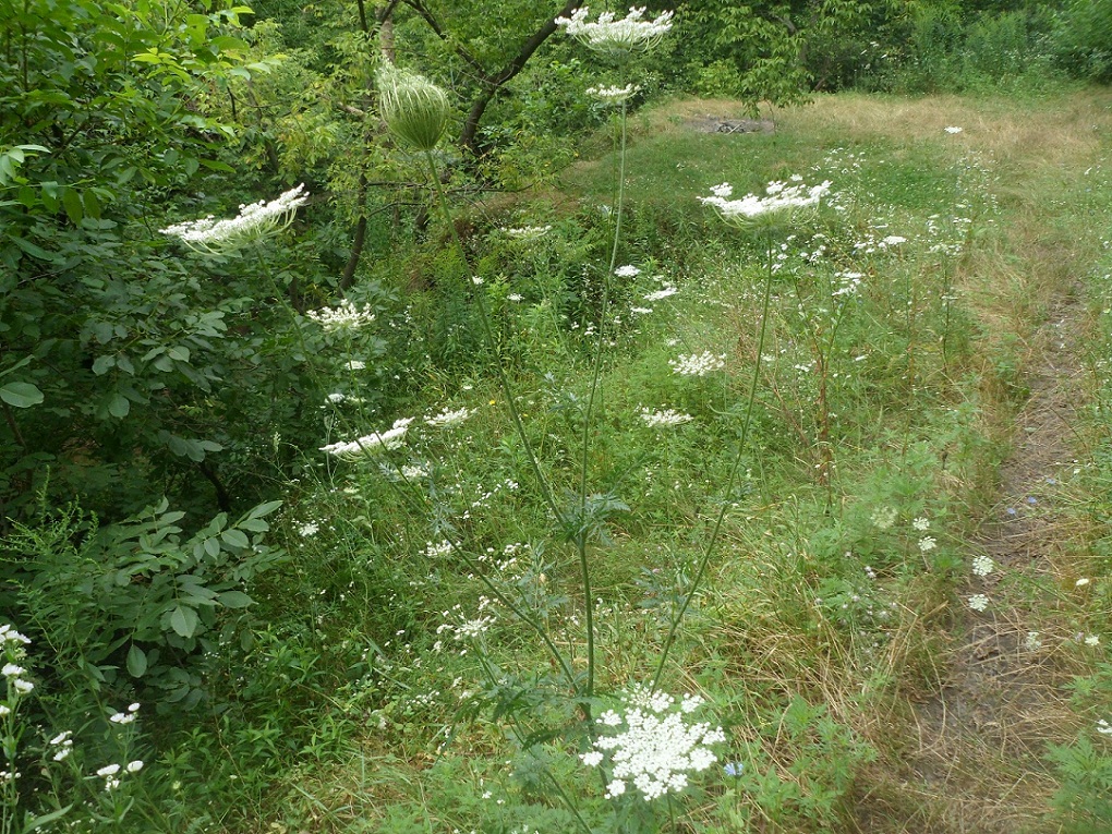 Image of Daucus carota specimen.