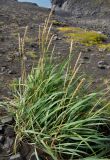 Leymus arenarius. Плодоносящее растение. Исландия, южное побережье, мыс Дирхолаэй, каменистое побережье. 03.08.2016.