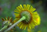 Pulicaria dysenterica. Соцветие (вид со стороны обёртки). Республика Адыгея, г. Майкоп, южная окраина города, сырой луг у небольшого пруда под горой хребта Нагиеж-Уашх. 04.09.2016.