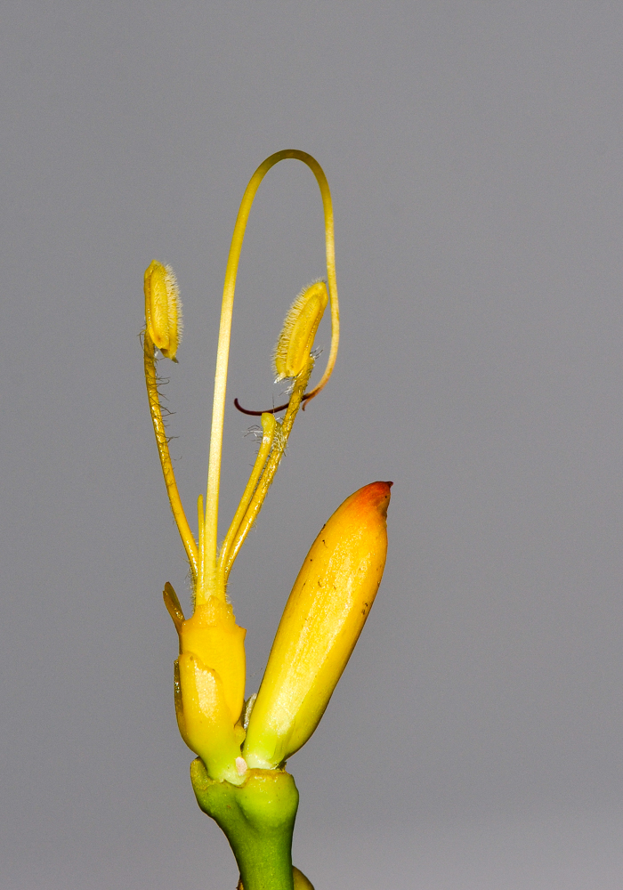 Image of Sanchezia speciosa specimen.