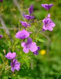 Geranium sylvaticum. Часть соцветия. Северная Осетия, Ирафский р-н, долина р. Танадон, ≈ 1800 м н.у.м., луг на опушке смешанного леса. 05.07.2016.