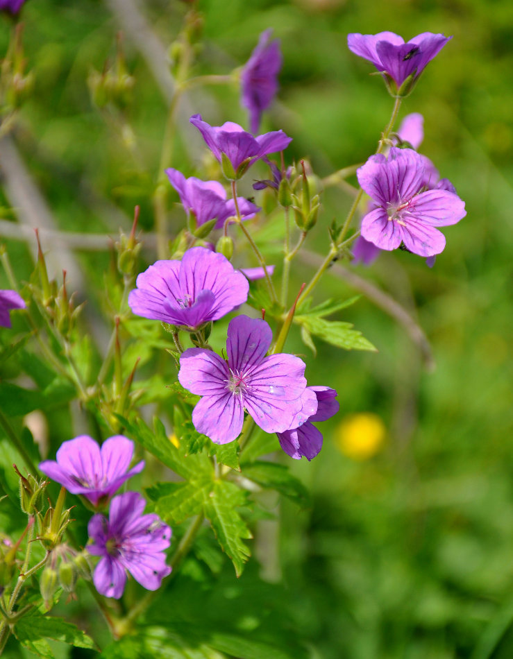 Изображение особи Geranium sylvaticum.