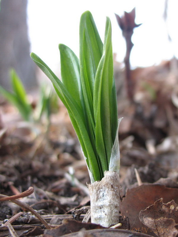 Image of Allium ochotense specimen.