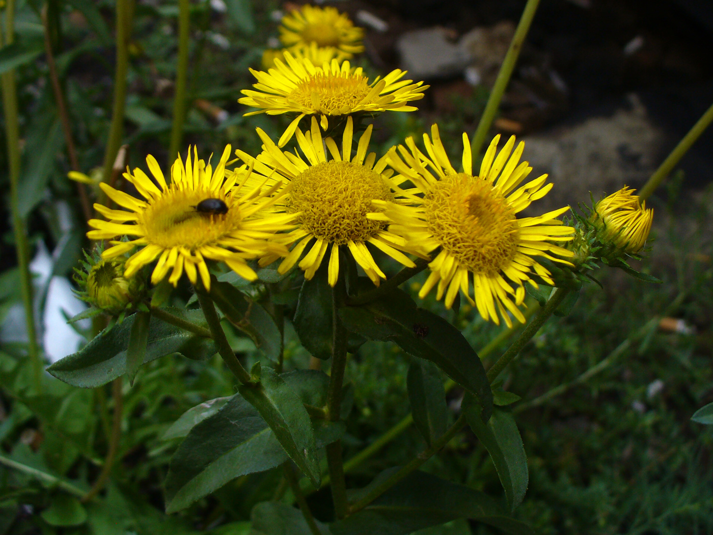 Image of Inula britannica specimen.