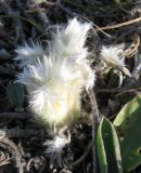 Pulsatilla taurica