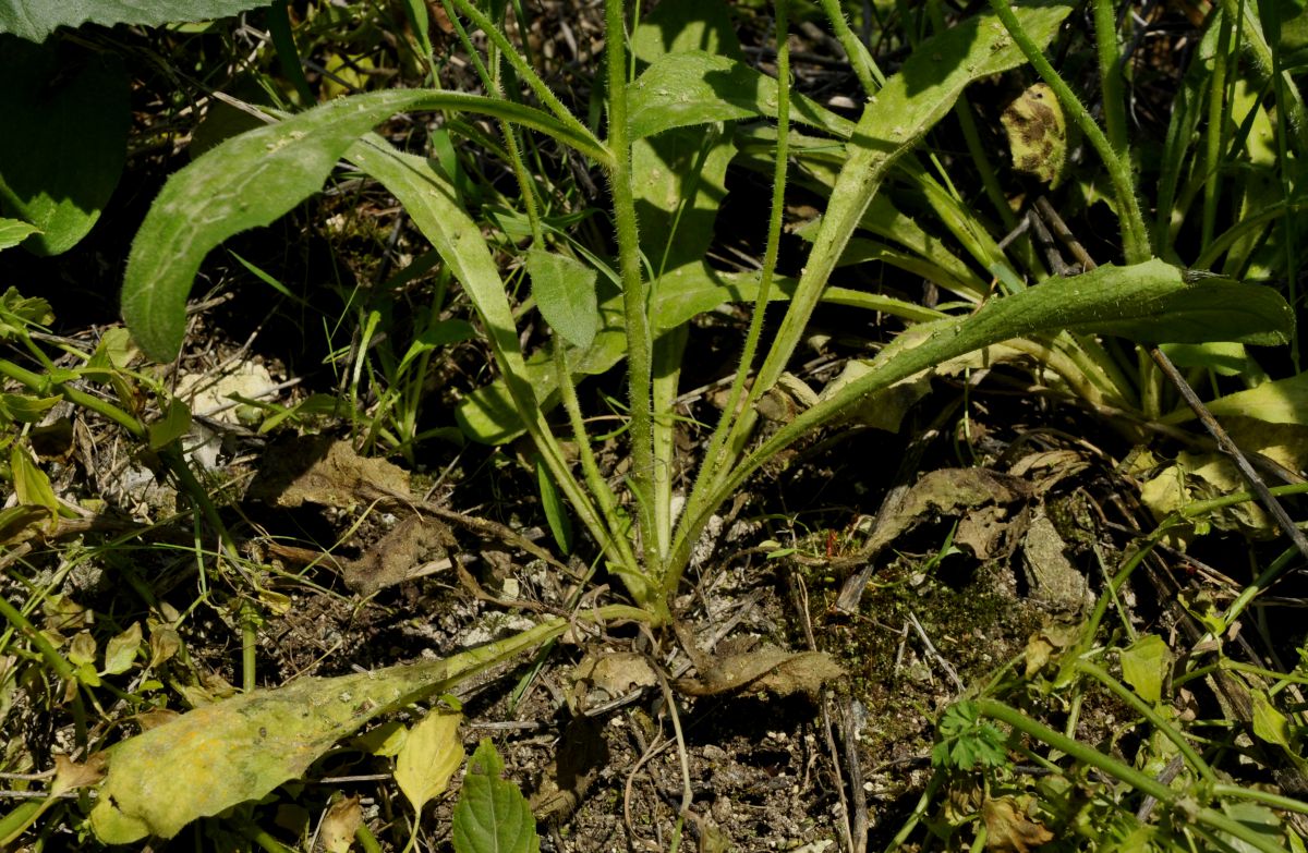 Image of Hypochaeris achyrophorus specimen.