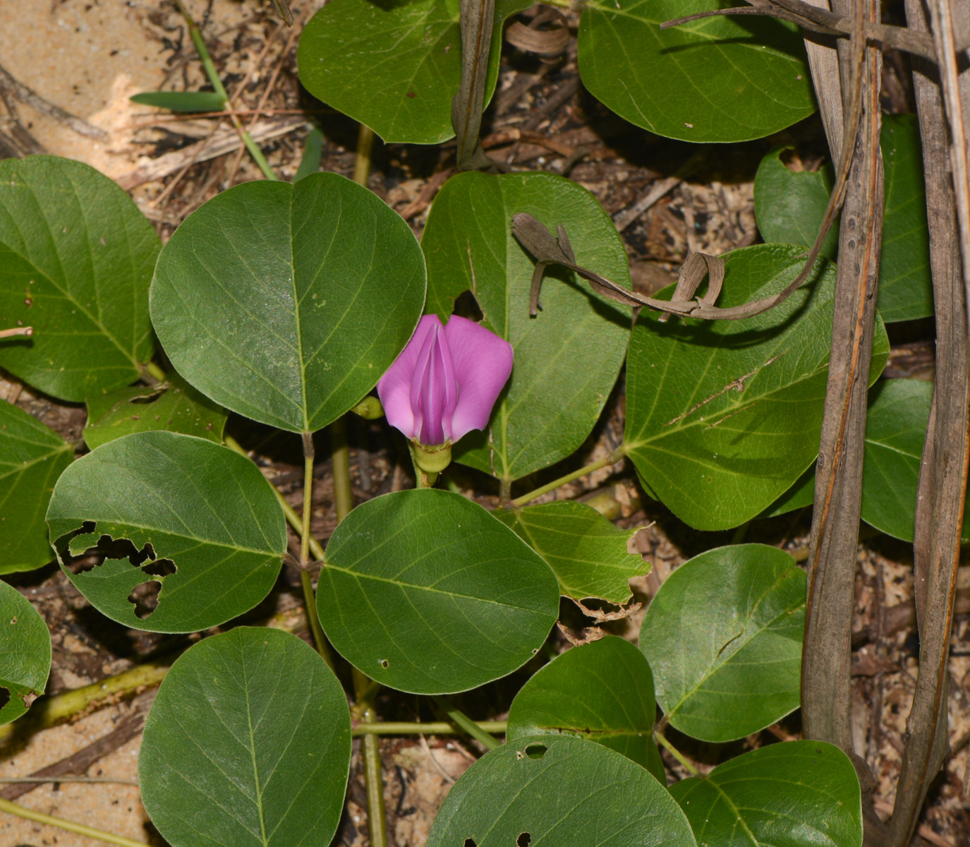 Image of Canavalia maritima specimen.