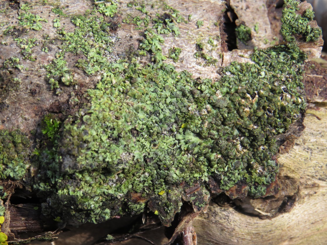 Image of familia Physciaceae specimen.