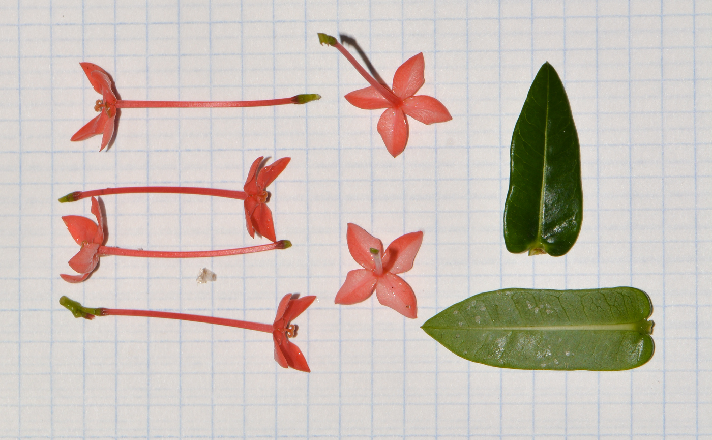 Image of Ixora coccinea specimen.