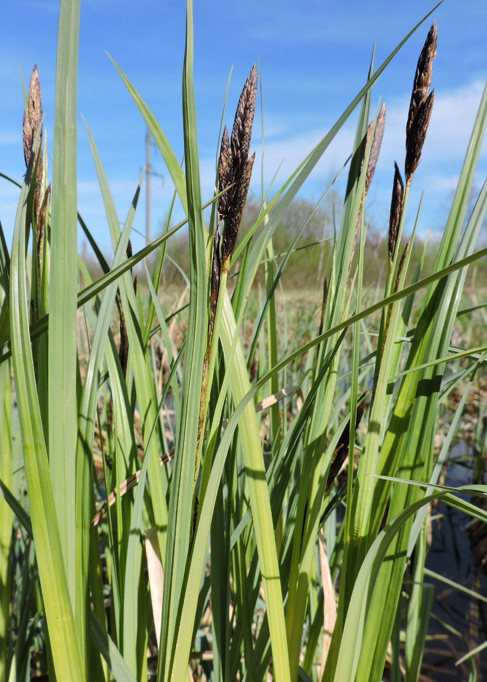 Image of Carex riparia specimen.