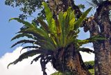 Asplenium nidus. Спороносящее растение на стволе дерева. Малайзия, нагорье Камерон, ≈ 1500 м н.у.м., опушка влажного тропического леса. 03.05.2017.