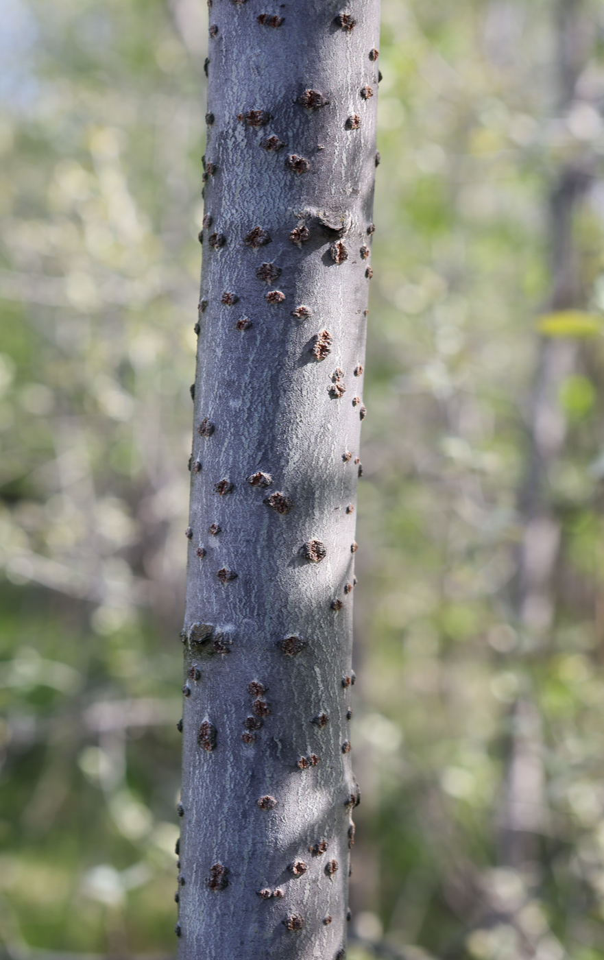 Image of Populus &times; canescens specimen.