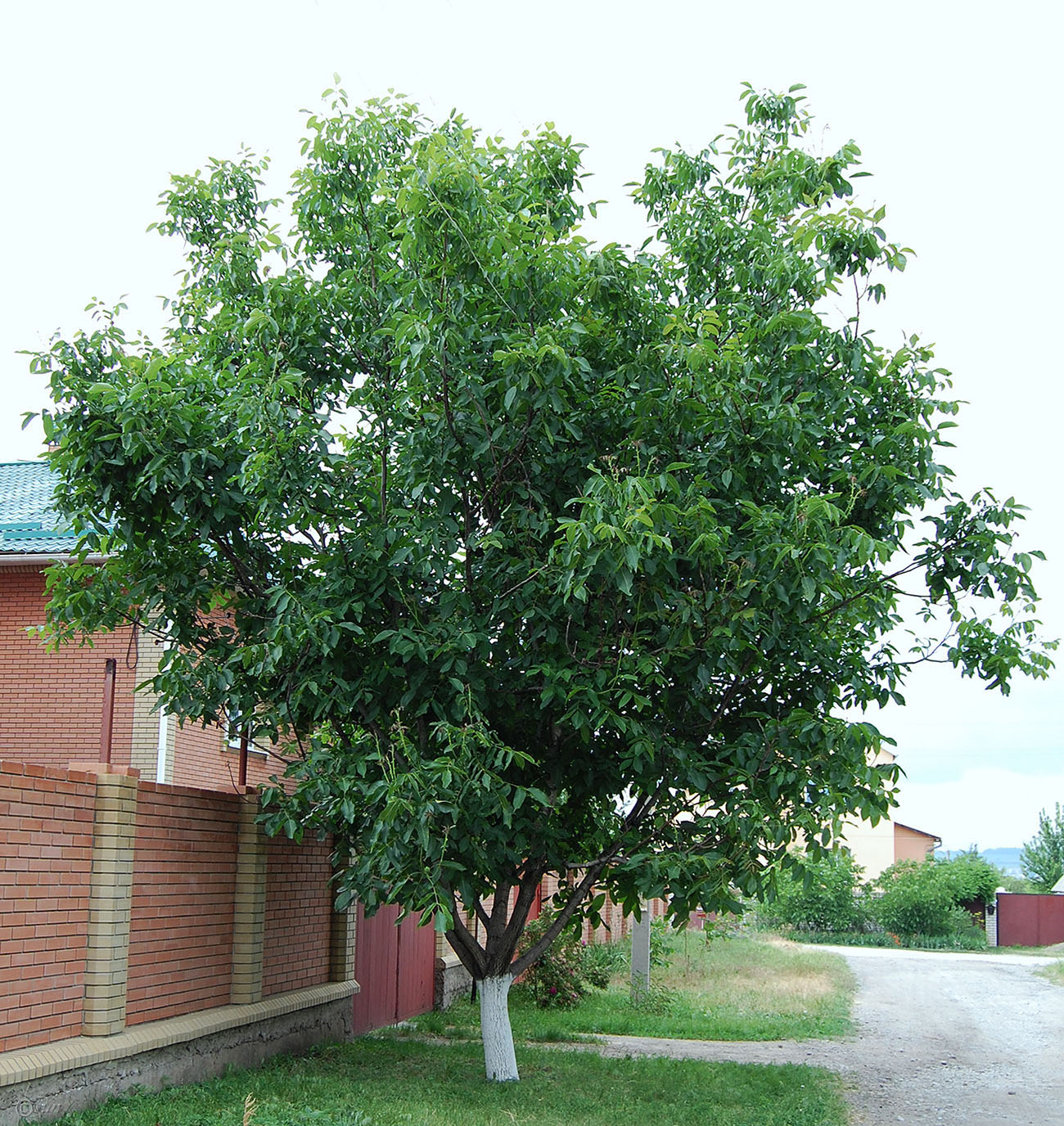 Грецкий орех дерево крона