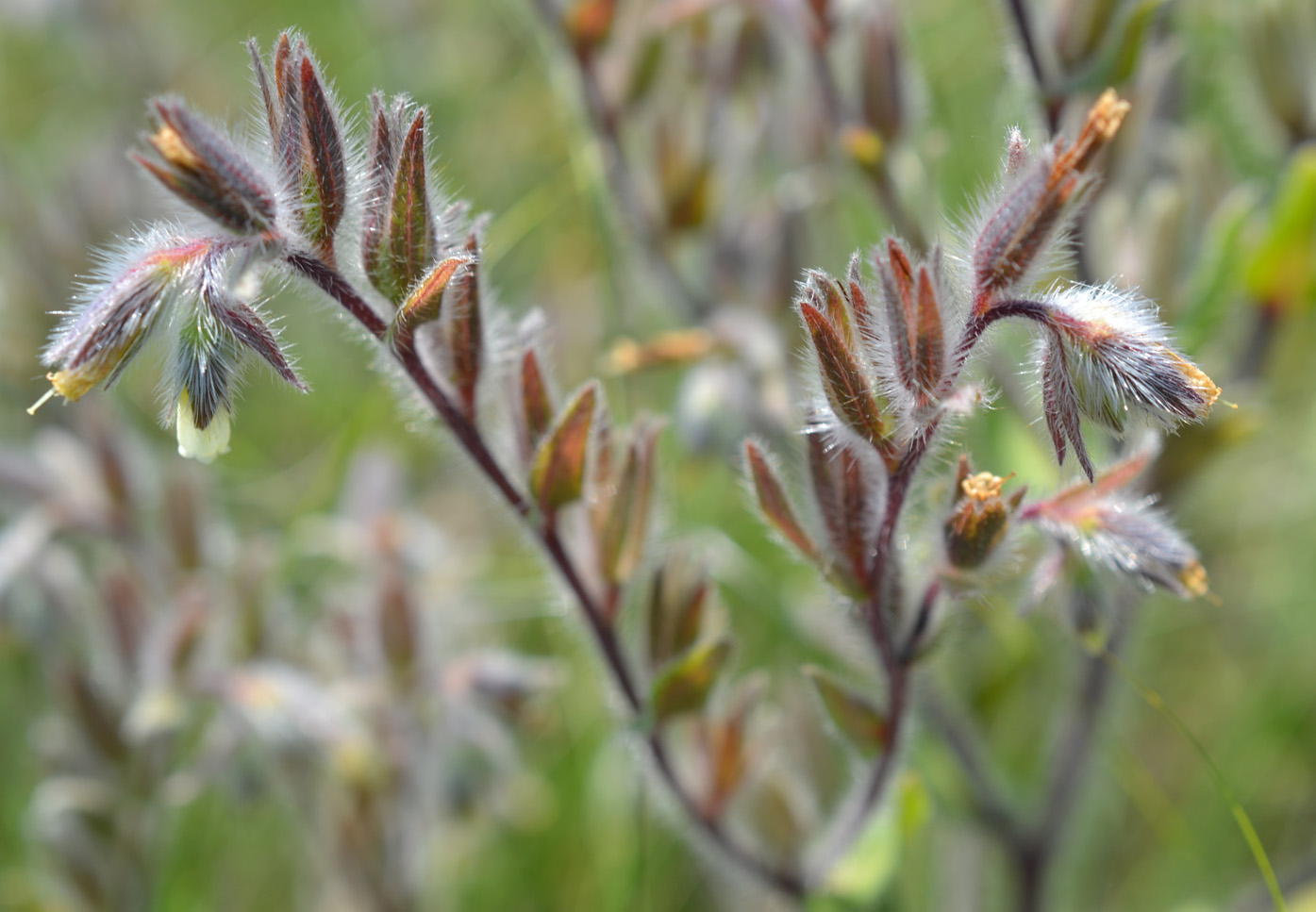 Image of Onosma tinctoria specimen.