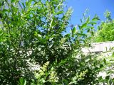 genus Ligustrum. Ветви зацветающего растения. Волгоград, Ботсад ВГСПУ, в культуре. 30.05.2017.