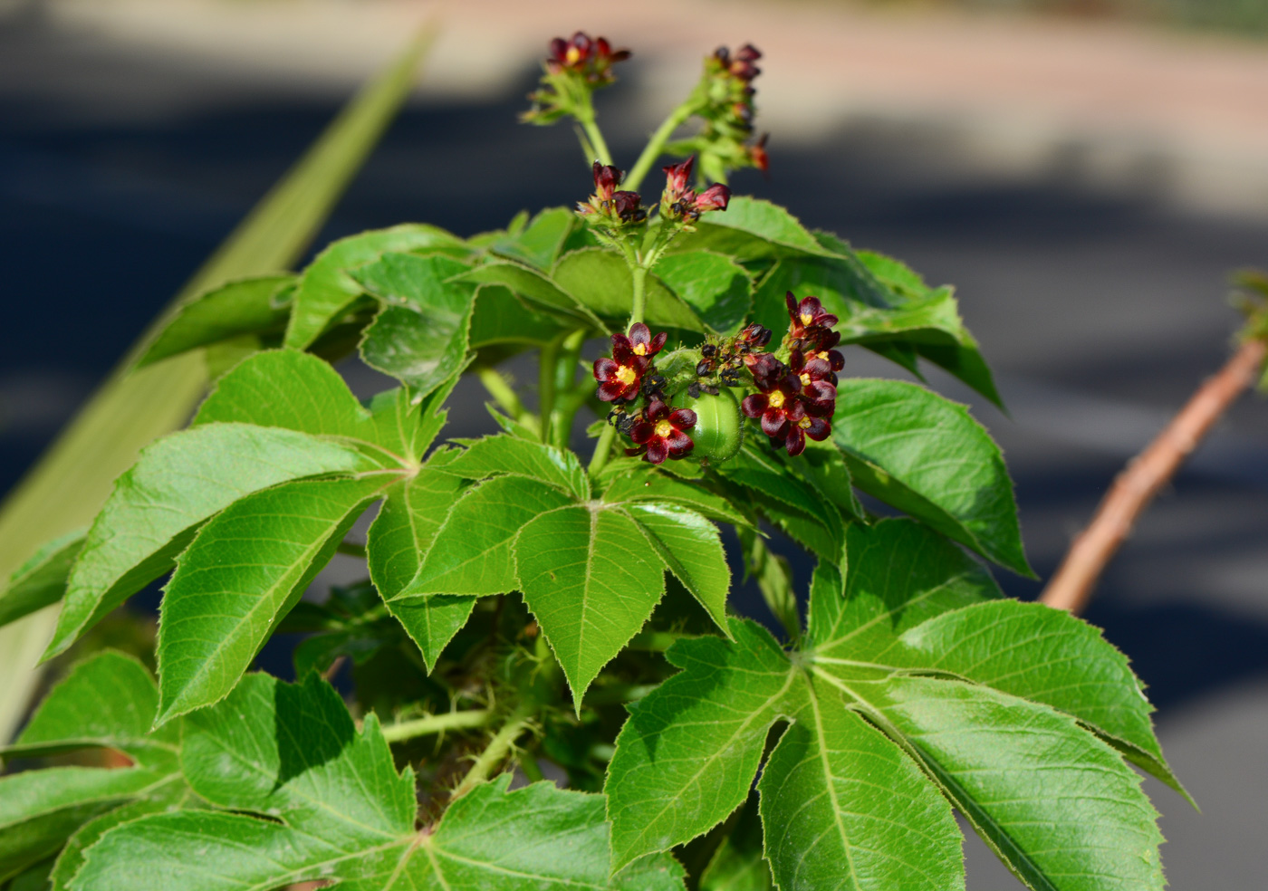 Image of Jatropha gossypiifolia specimen.