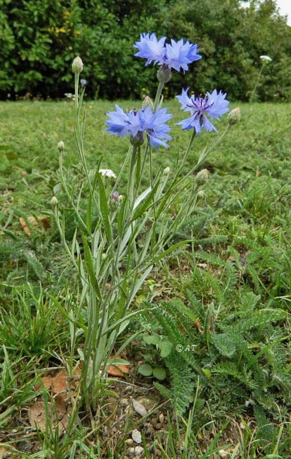 Изображение особи Centaurea cyanus.