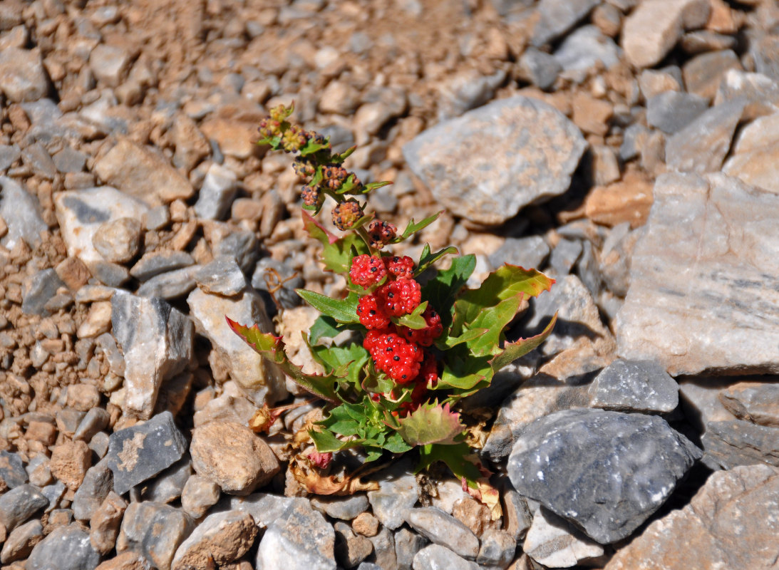 Image of Blitum virgatum specimen.