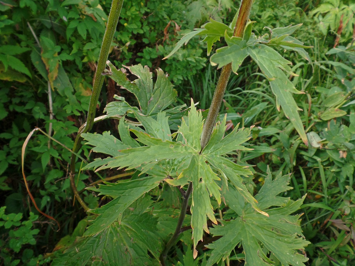 Image of genus Aconitum specimen.