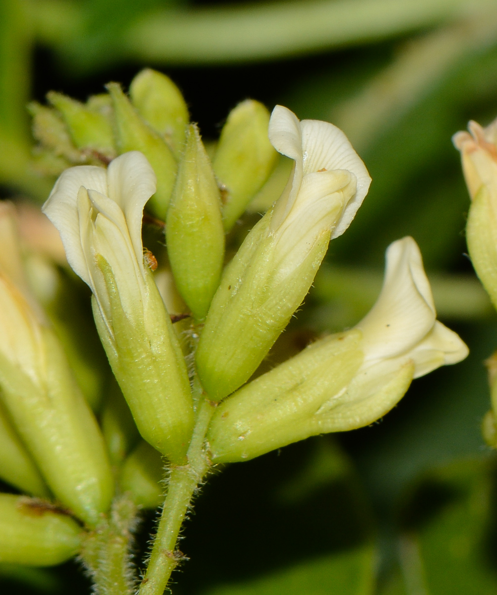 Image of Dalbergia sissoo specimen.