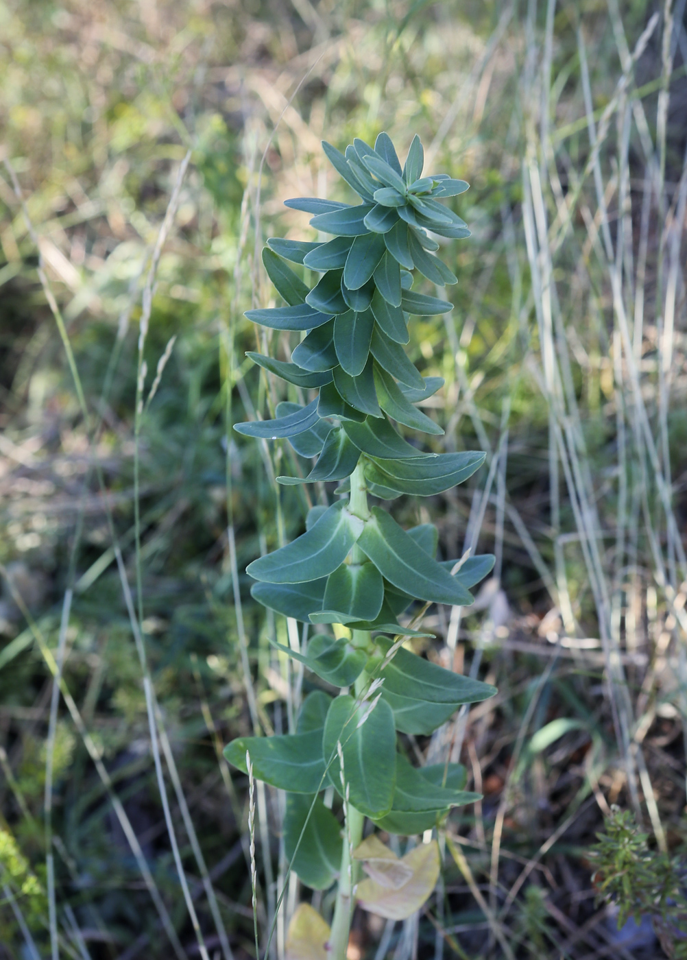 Изображение особи Euphorbia agraria.