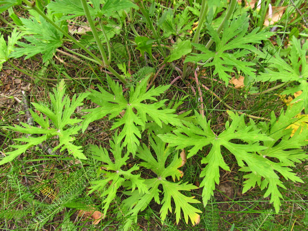 Image of Geranium pratense specimen.