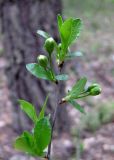 Cerasus fruticosa. Окончание веточки с двухцветковыми соцветиями. Украина, Киев, заказник \"Лесники\", боровая терраса Днепра, сосновый лес. 3 мая 2010 г.