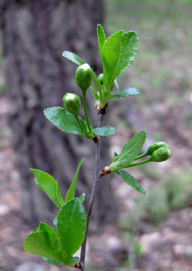 Image of Cerasus fruticosa specimen.