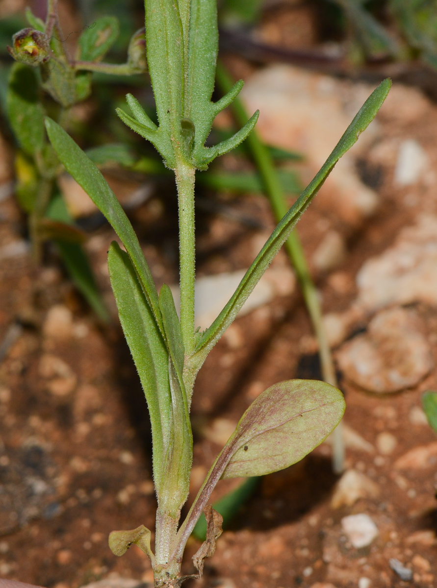 Изображение особи Valerianella vesicaria.