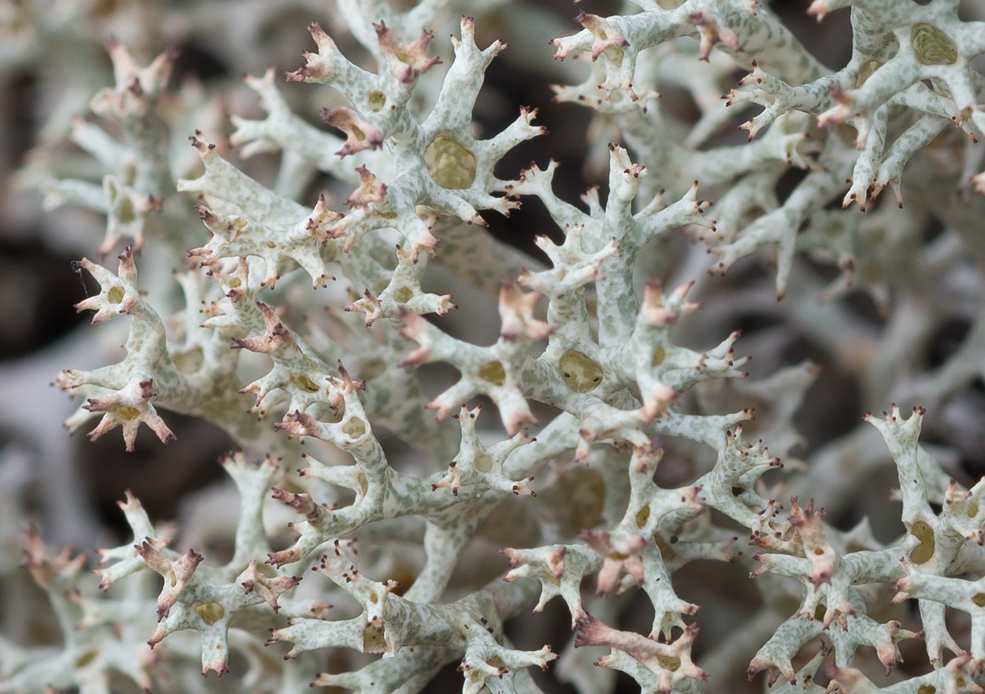 Image of Cladonia uncialis specimen.