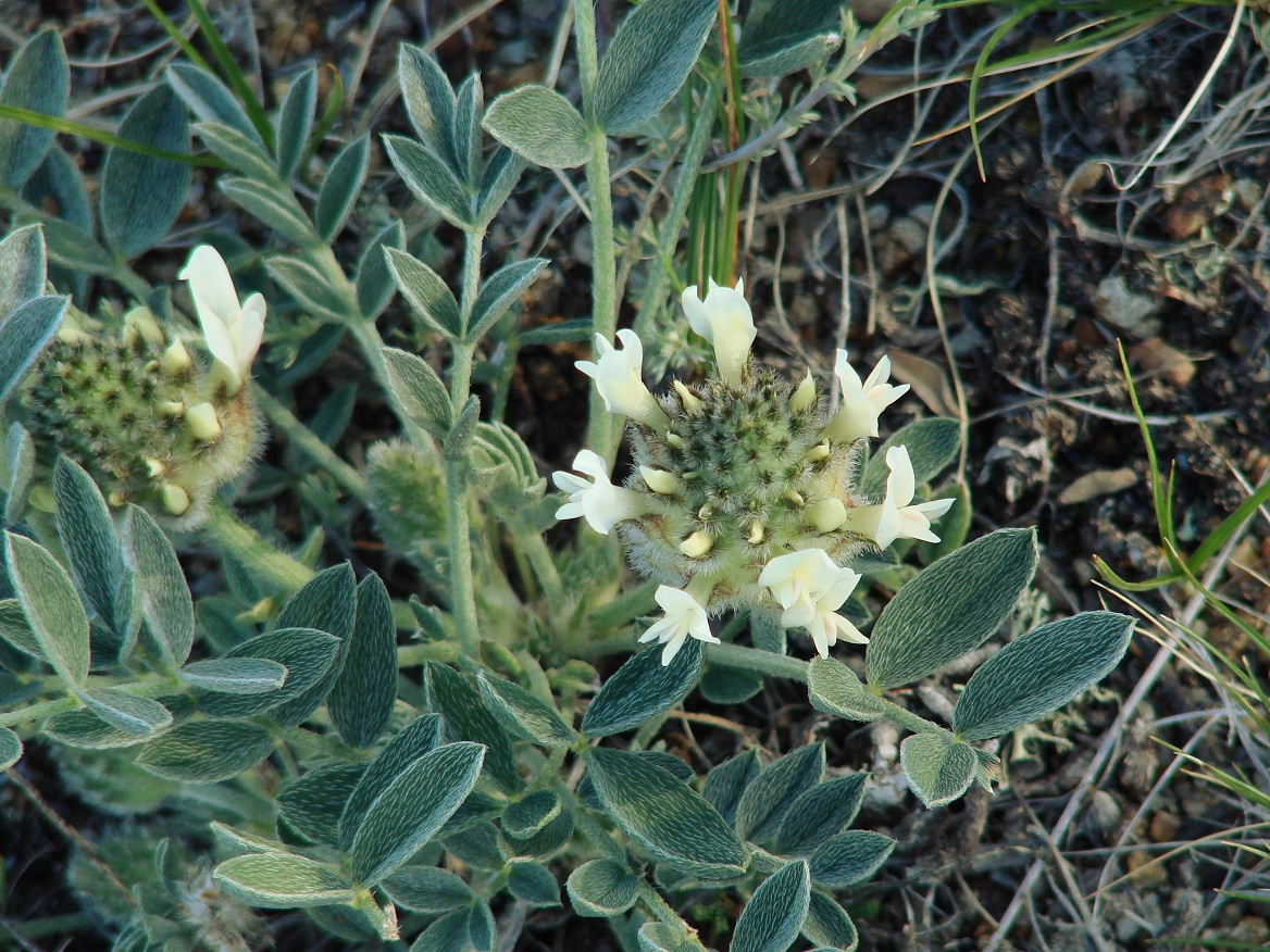 Image of Astragalus lupulinus specimen.