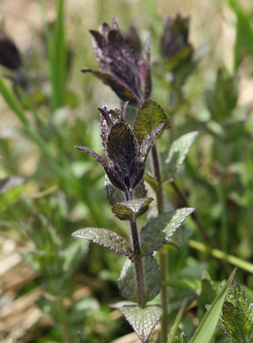 Image of Bartsia alpina specimen.