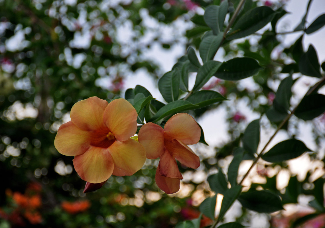 Image of Allamanda blanchetii specimen.