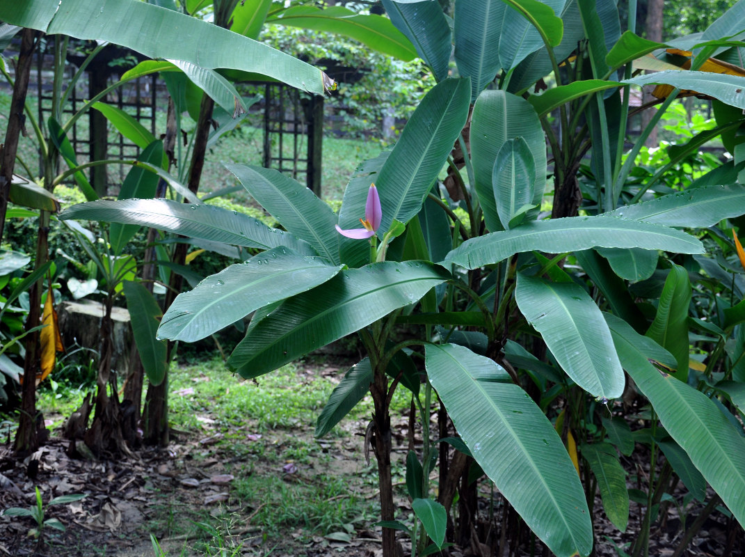 Image of Musa ornata specimen.