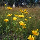 Inula britannica. Верхушки цветущих растений. Свердловская обл., окр. г. Североуральск, луг перед берёзовой рощей за пос. Третий Северный. 24.07.2007.