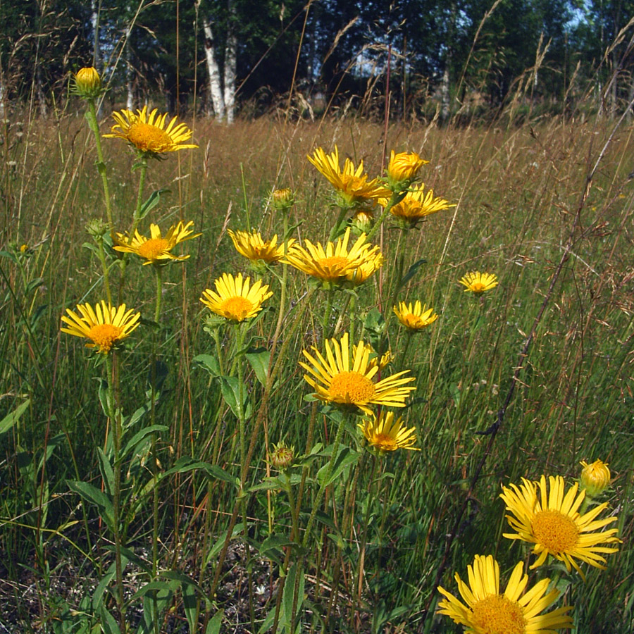 Изображение особи Inula britannica.