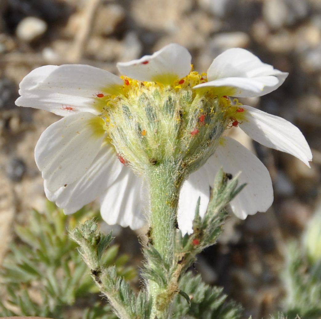 Image of genus Anthemis specimen.