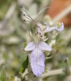 Teucrium fruticans