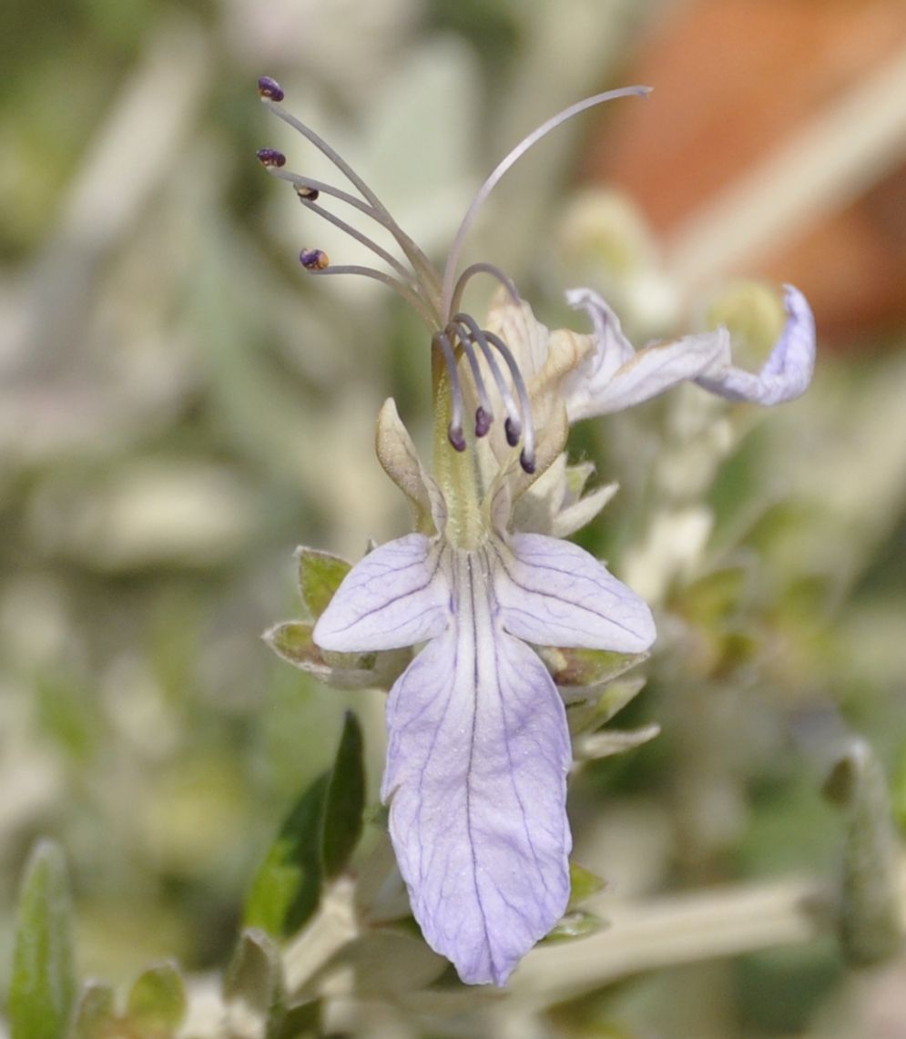 Image of Teucrium fruticans specimen.