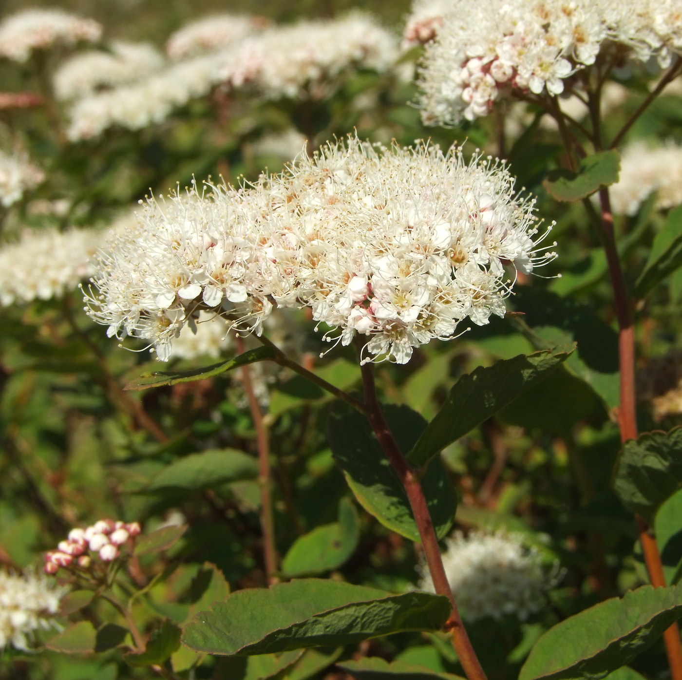 Image of Spiraea beauverdiana specimen.