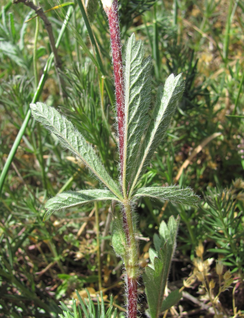 Изображение особи Potentilla recta.