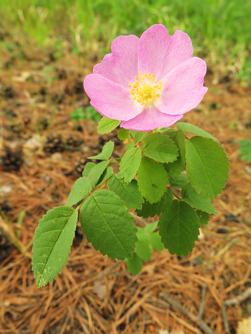 Image of Rosa acicularis specimen.