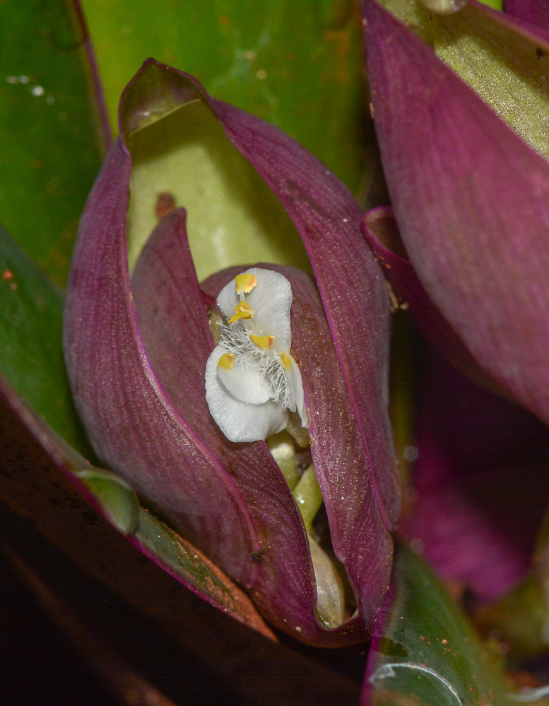 Image of Rhoeo spathacea specimen.